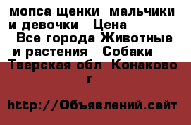 мопса щенки -мальчики и девочки › Цена ­ 25 000 - Все города Животные и растения » Собаки   . Тверская обл.,Конаково г.